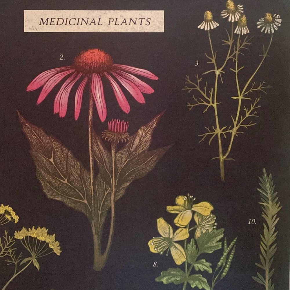Botanical Wall Art with Black Background - Picture 3 of 6